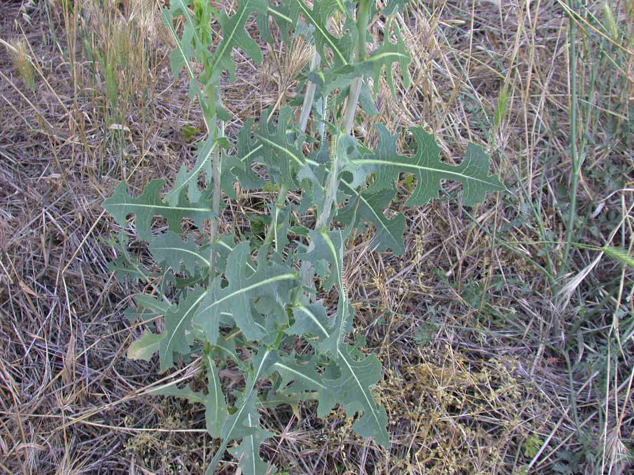 Lactuca sativa subsp. serriola / Lattuga selvatica